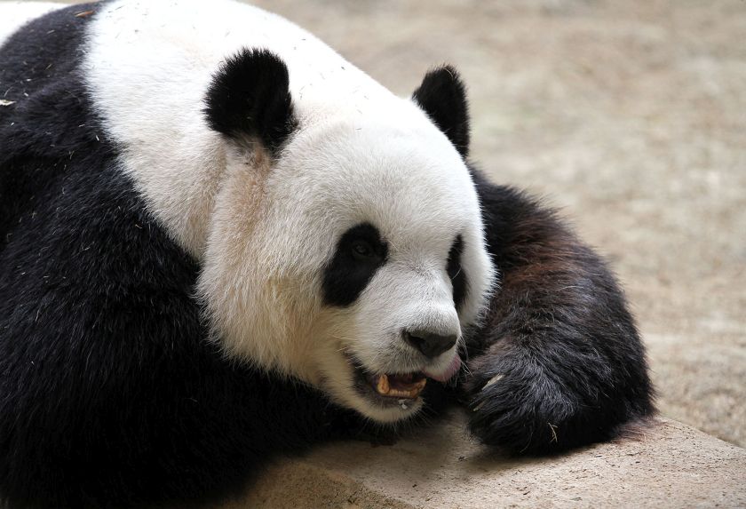 Xing Xing, one of the two giant pandas from China, at its enclosure at Zoo Negara in Kuala Lumpur, November 10, 2014. u00e2u20acu201d Picture by Yusof Mat Isa 