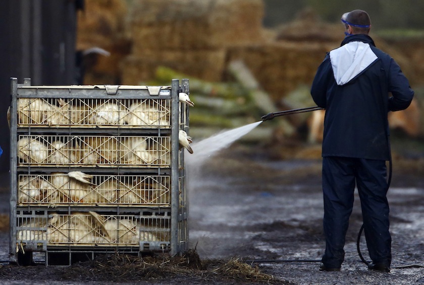 An official sprays ducks during a cull at a duck farm in Nafferton, northern England November 18, 2014. u00e2u20acu201d Reuters pic