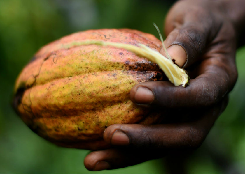 A man holds a cocoa fruit at a family run plantation in Kenama, south-eastern Sierra Leone, on November 16, 2014. u00e2u20acu201d AFP pic