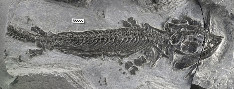New discovery of ancient sea reptiles aid scientists find more info on ...