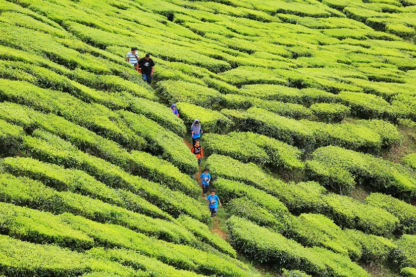 A family has fun at a tea plantation in Cameron Highlands in Pahang, November 14, 2014. u00e2u20acu201d Picture by Saw Siow Feng    