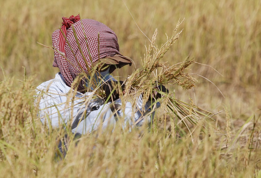 A woman works at a rice paddy field on the outskirts of Phnom Penh, December 16, 2014. u00e2u20acu201d Reuters pic