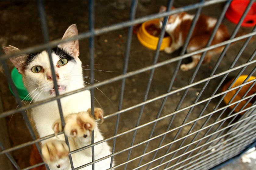 A stray cat put up for adoption at Subang PAWS stares transfixed at the camera, December 18, 2014. u00e2u20acu201d Picture by Yusof Mat Isa
