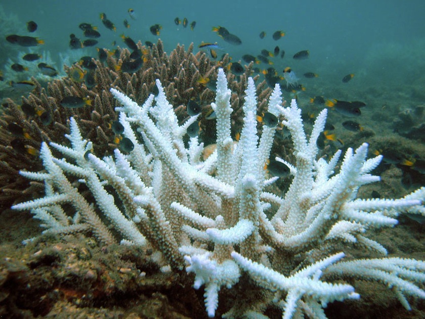 Bleached branching coral (foreground) and normal branching coral (background), on Keppel Islands, Great Barrier Reef. u00e2u20acu201d AFP pic