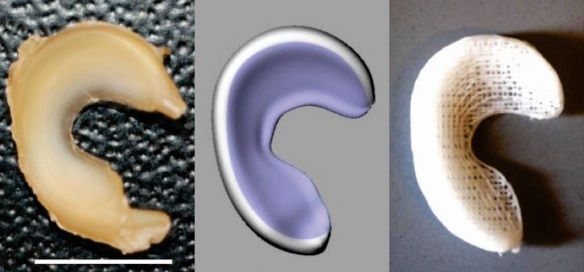 Mayo Clinic finds 3D-printed implants could let injured sports people play again. Left to right: A sheep meniscus, a scan, and the 3D-printed version. AFP-Relaxnews supplied