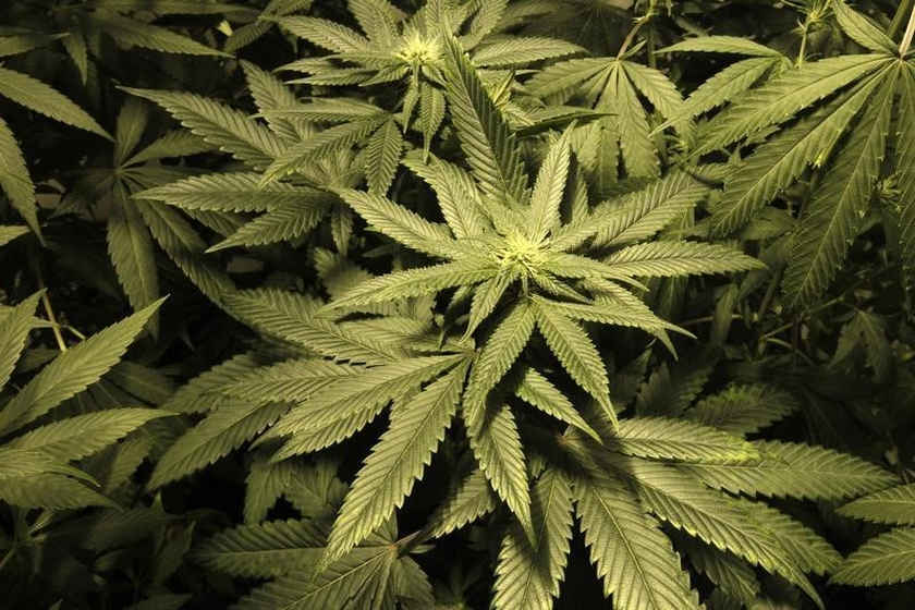 Marijuana plants are seen in an indoor cultivation in Montevideo December 6, 2013. u00e2u20acu201d Reuters picn