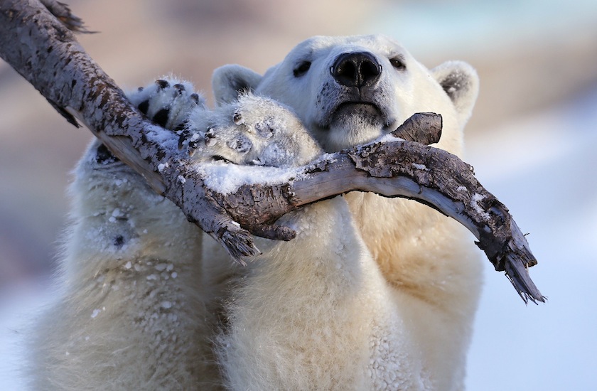 Taiga the polar bear grabs a tree branch at the Quebec Aquarium in Quebec City, in this December 30, 2013 file photo. u00e2u20acu201du00c2u00a0Reuters pic