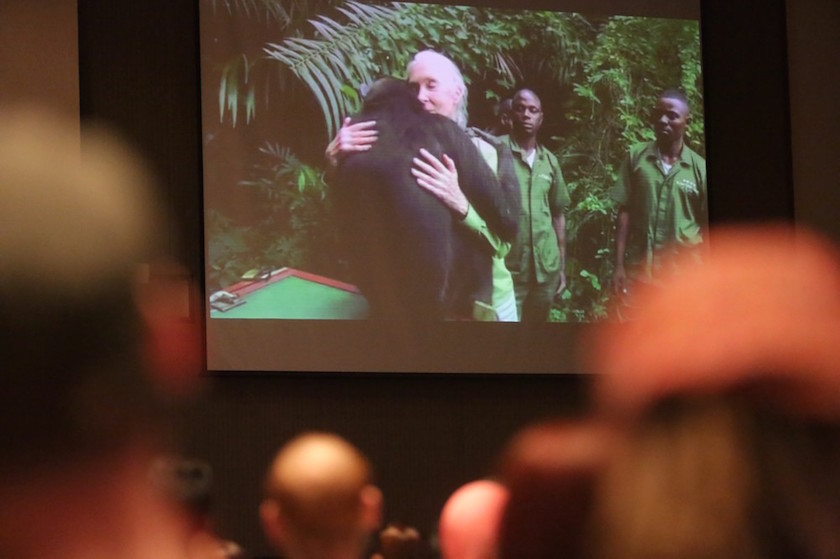 A scene in a video of a chimpanzee hugging Goodall before going off to her new home.