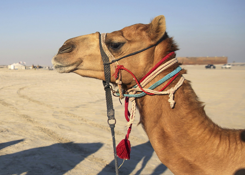 The MERS virus has been moving through Saudi Arabia and the virus has also been jumped to baby camels recently born, Riyadh, February 10, 2015. u00e2u20acu201d Reuters pic 