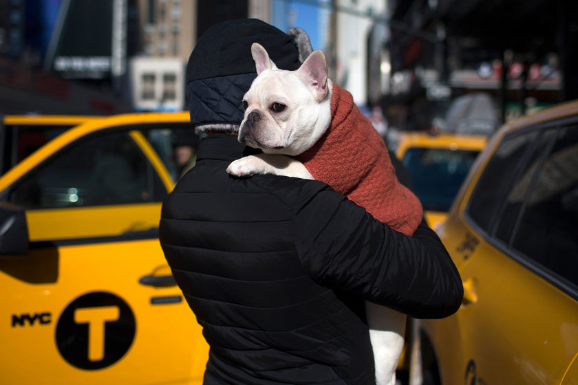 Luke, a French bulldog, is carried by his owner Paul in New York City ahead of the Westminster Kennel Club's Annual Dog Show February 15, 2015. u00e2u20acu201d Reuters pic 