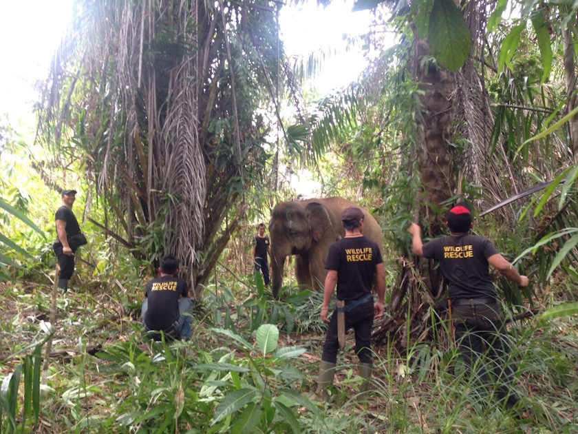 Sabah Wildlife Department rescue unit team trying to secure a male elephant that was identified as having attacked a woman in her village last Friday. u00e2u20acu201du00c2u00a0Picture courtesy of Sabah Wildlife department