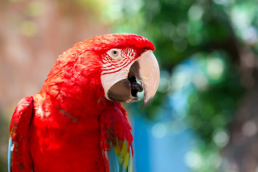 Parrots can tell us a lot about why we like music, according to recent research. u00e2u20acu201d AFP pic