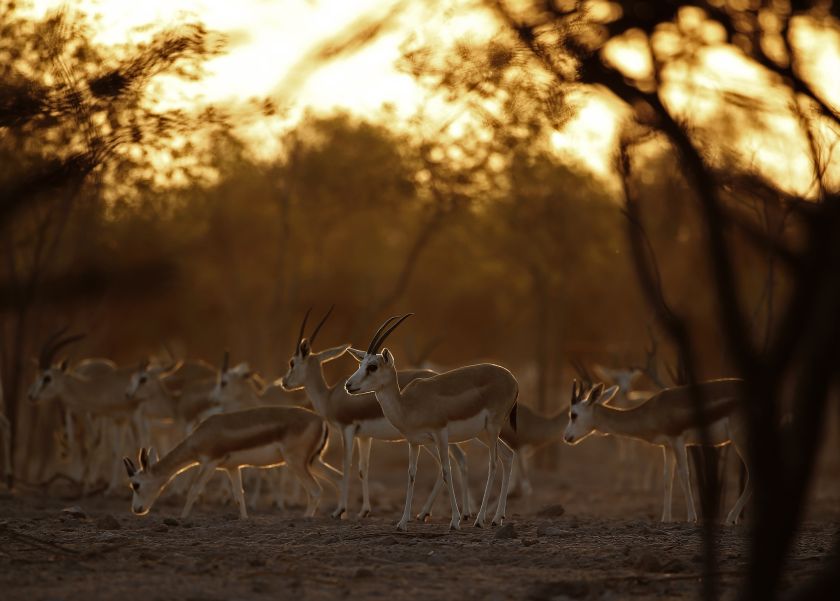 Sand Gazelles roam on Sir Bani Yas Island, one of the largest natural islands in the United Arab Emirates on November 27, 2014.  u00e2u20acu201d AFP pic