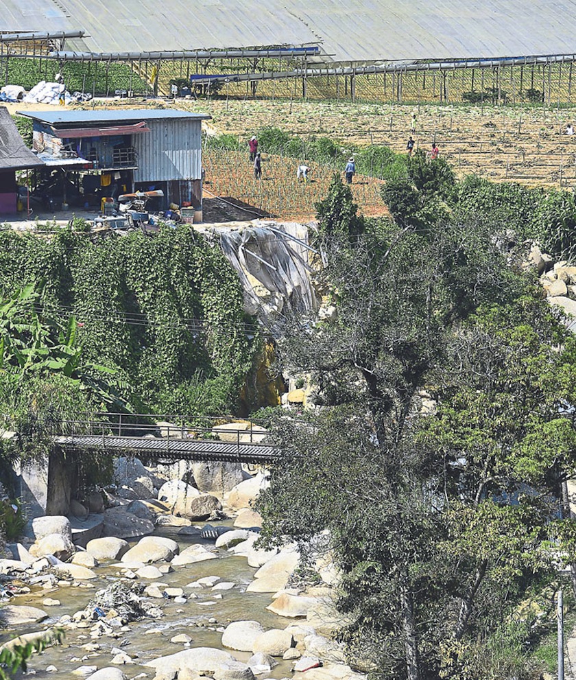Farmers using illegal pesticides over the years have polluted the water catchment area, the riverine system and the tap water in Cameron Highlands. u00e2u20acu201d Picture by Marcus Pheong