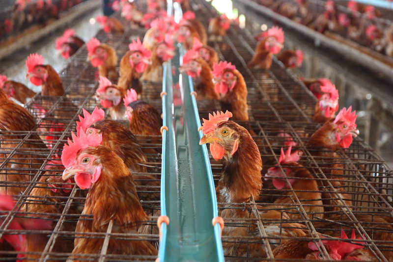 Diners at Noma restaurant do their business in the loos while listening to chickens clucking. u00e2u20acu201d AFP pic