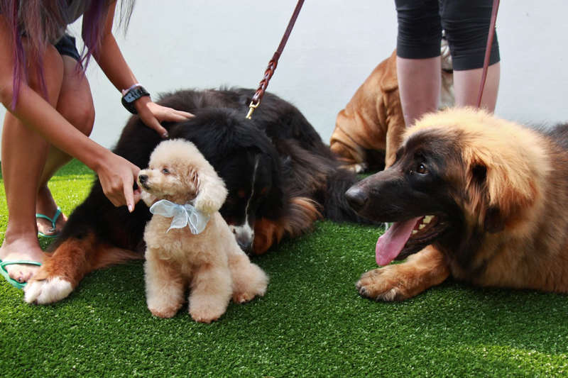 A Teacup Poodle stands among the Bernese Mountain Dog (left) and Leonberger (right). u00e2u20acu201d TODAY pic
