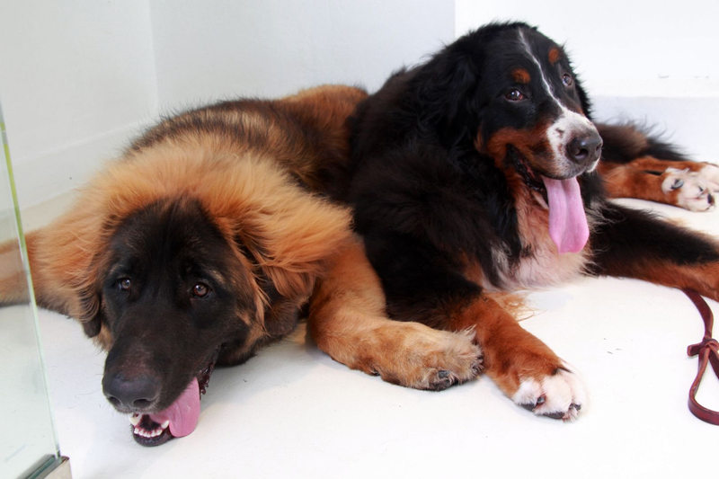 Considered giants in the dog world, Leonberger (left) and Bernese Mountain Dog (right) are seen at the media preview of Unique Pet Breed Showcase for the Pet Expo 2015. u00e2u20acu201d TODAY pic