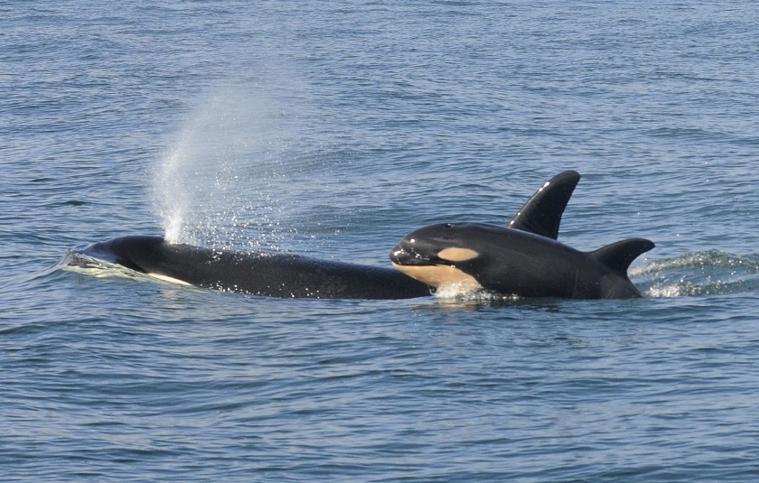 A female killer whale and her new-born calf are seen in this handout picture provided by NOAA in Grays Harbor near Westport, Washington, February 26, 2015. u00e2u20acu201d Reuters pic