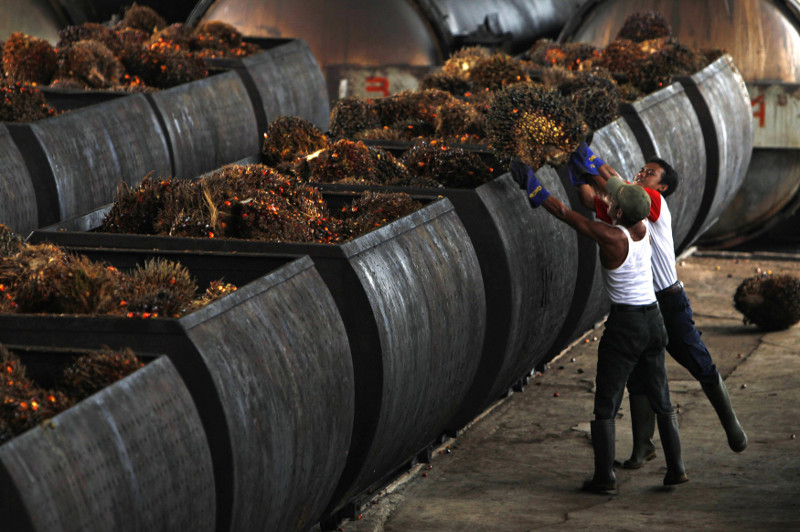 Workers loading palm oil fruits into containers on their way into processing plants at a palm oil factory in Malingping, Indonesia's Banten province in this August 9, 2010 file photo. u00e2u20acu201d Reuters pic
