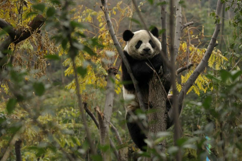 By the end of 2013, China had 1,864 giant pandas alive in the wild, marking an increase of 268 individuals, or 16.8 per cent, Chinau00e2u20acu2122s official Xinhua news agency reported. u00e2u20acu201d AFP pic