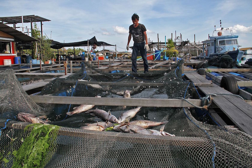 The fishes at Phillip Limu00e2u20acu2122s fish farm at the Pasir Ris eastern fish farms have been completely wiped out. u00e2u20acu201d Picture by TODAY