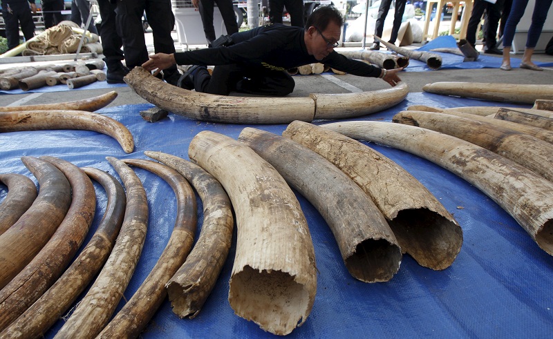 A customs officer measures confiscated elephant tusks before a news conference at the customs department in Bangkok, Thailand, April 27, 2015. u00e2u20acu201d Reuters pic