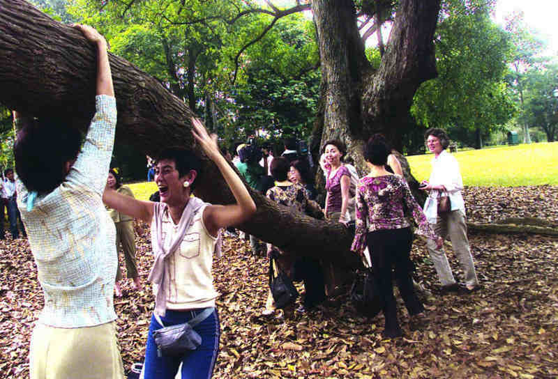 People posing with the iconic Tembusu tree at the Singapore Botanic Gardens. u00e2u20acu201d TODAY pic