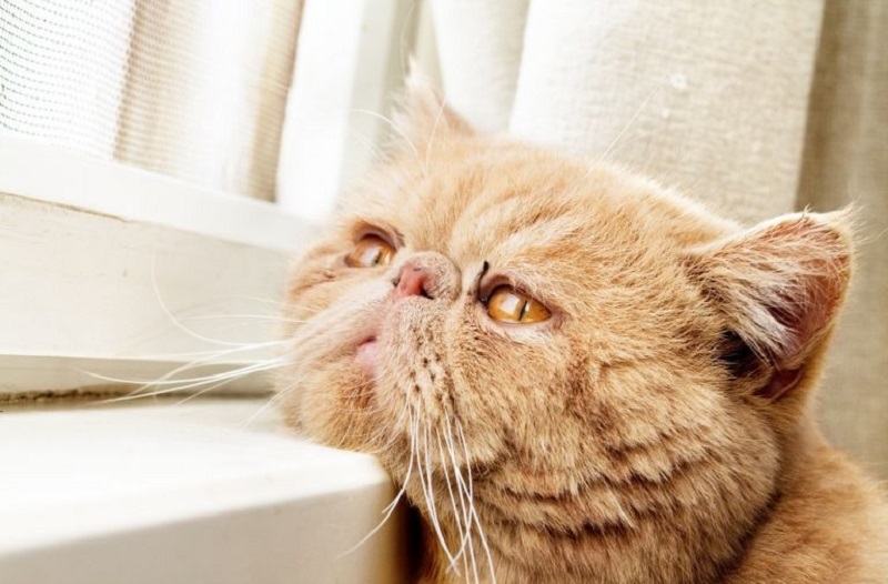 According to a recent study, even sounds as ordinary as tapping on a computer keyboard, hammering a nail or the noise of a clucking tongue could set off a temporary seizure, mainly in cats over the age of 10. u00e2u20acu201d AFP pic