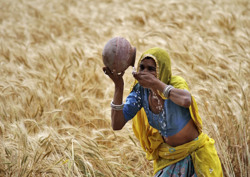 A woman farmer drinks water from an earthen pot in a wheat field on the outskirts of Ajmer in the desert Indian state of Rajasthan, April 4, 2015. u00e2u20acu201d Reuters pic