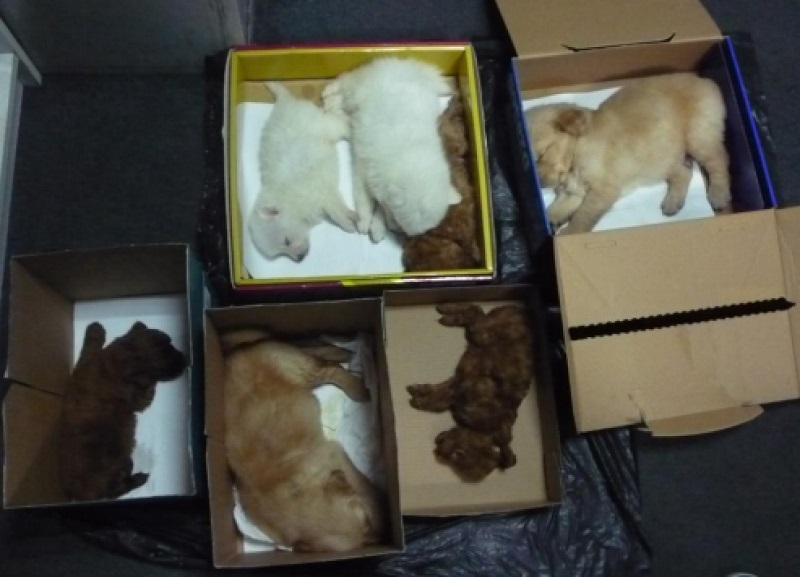 Seven puppies were found in total. One was found dead, while six were found sedated, but alive. Several later succumbed to illness. u00e2u20acu201d Today pic 
