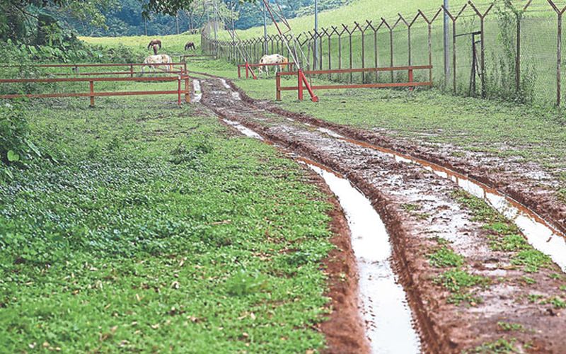 Horses roam freely near the muddy trail leading to the cave drawings.