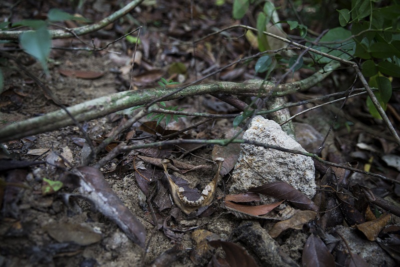 Human bones are seen near abandoned human trafficking camp in the jungle close the Thailand border at Bukit Wang Kelian in northern Malaysia May 26, 2015. u00e2u20acu201d Reuters pic