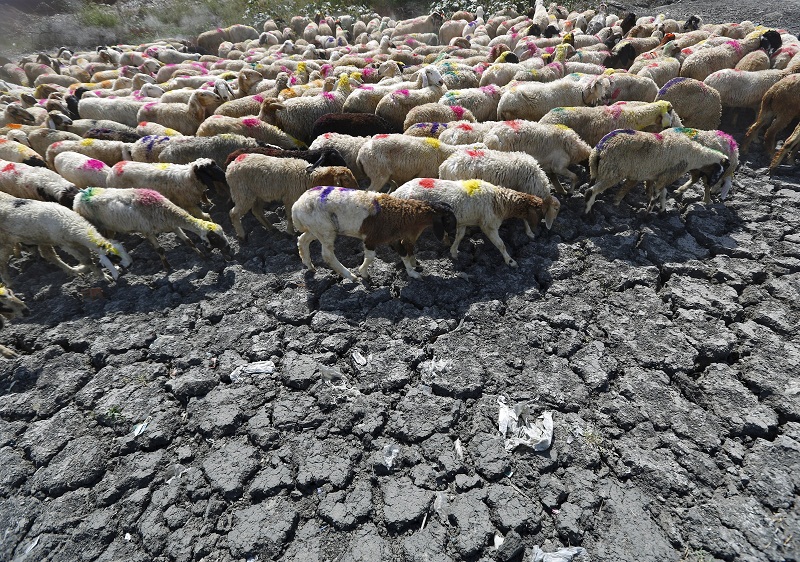 Sheep cross a parched area of a dried-up pond on a hot summer day on the outskirts of New Delhi, India, May 27, 2015. u00e2u20acu201d Reuters pic