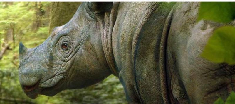 Tam u00e2u20acu2022 Picture courtesy of Sabah Wildlife Department