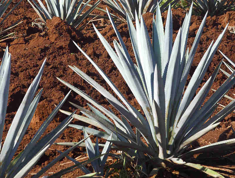 Agave plants in Jalisco, Mexico, the home of the Avion Tequila distillery. u00e2u20acu201d AFP pic