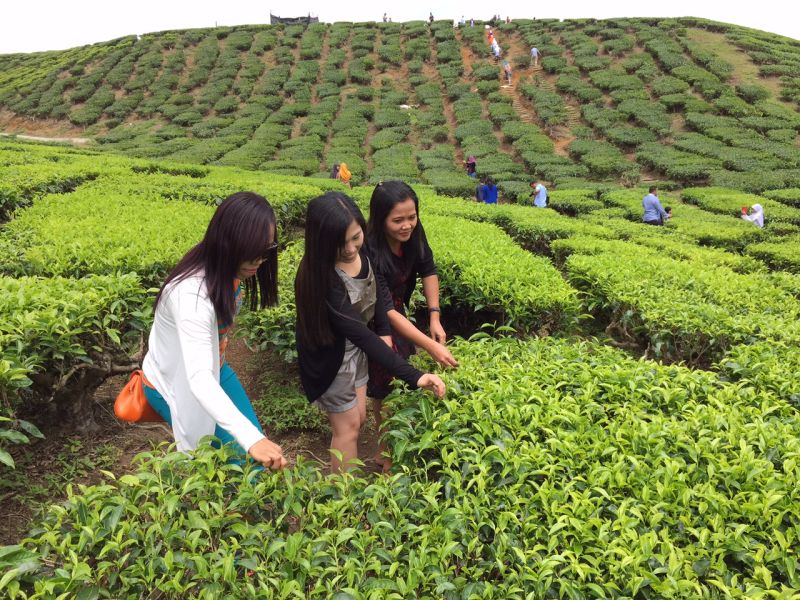 Tourists having a closer look at the tea plantations in Cameron Highlands, Pahang, May 9, 2015. u00e2u20acu2022 Picture by K. E. Ooi