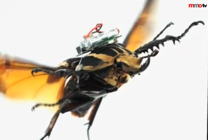 Screen grab of a giant beetle in flight from the Reuters Video on cyborg beetles.