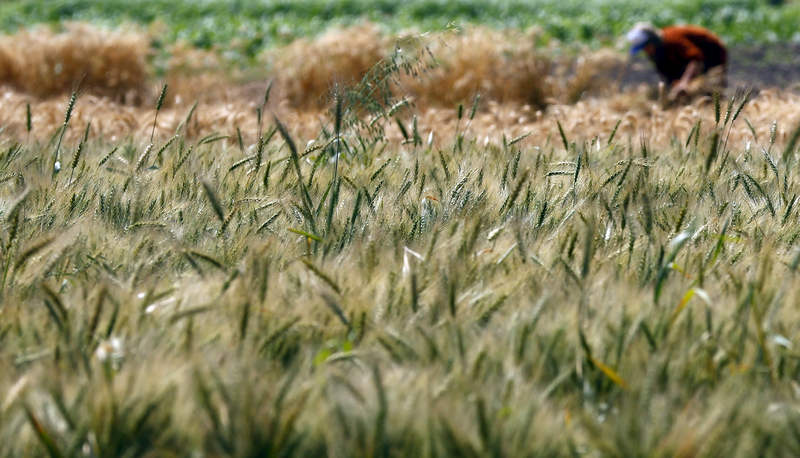A farmer harvests wheat in a field in Qaha, El-Kalubia governorate, northeast of Cairo, May 6, 2015. u00e2u20acu201d Reuters pic
