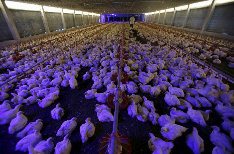 A worker looks after chickens as lights are dimmed and classical music by Mozart is being played in the background at Kee Song Brothers' drug-free poultry farm in Yong Peng, in Johor April 16, 2015. u00e2u20acu201d Reuters pic