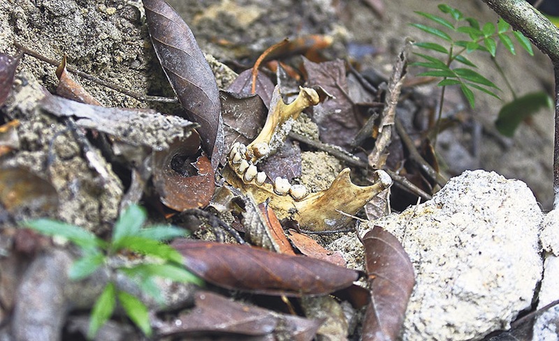 A jaw bone found in one of the mass graves.