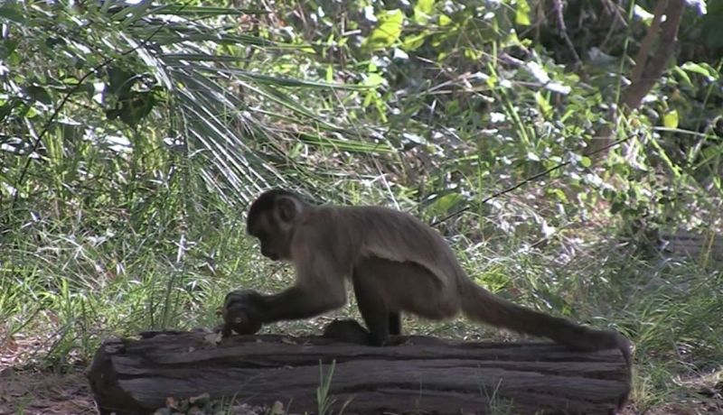 Researchers are studying how monkeys use stones as a way of understanding the evolution of the use of tools. u00e2u20acu2022 NYT