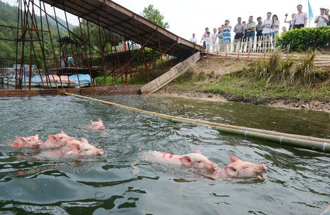 Pigs paddle for first place in a diving and swimming competition at Shiyan Lake in Changsha. — New York Times pic