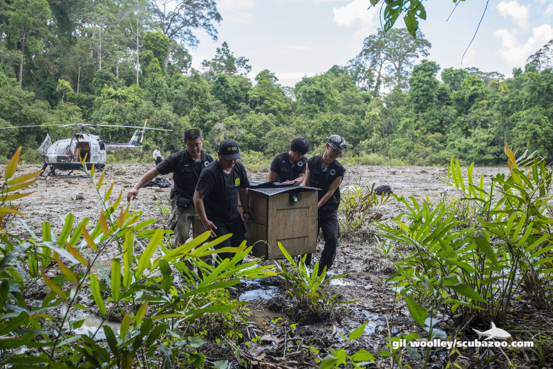 The field crew carried Natalie to the release spot. 