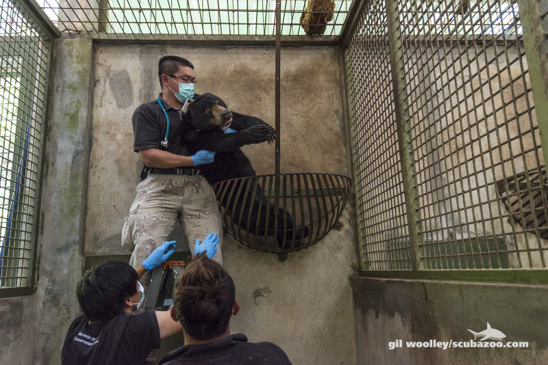 Wong Siew Te gently lifting a sedated Natalie in preparation for her health check and transportation. u00e2u20acu201d Picture courtesy of Sabah Wildlife Department and Borneon Sun Bear Conservation Centre