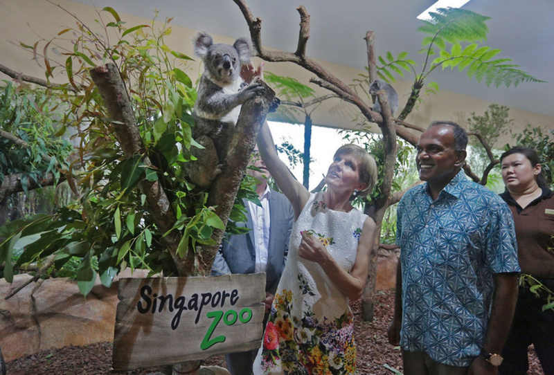 Singaporeu00e2u20acu2122s Foreign Minister K Shanmugam and his Australian counterpart Julie Bishop with Pelita, a koala on loan to Singapore from Australia, at the Singapore Zoo, May 20, 2015. u00e2u20acu201d TODAY pic