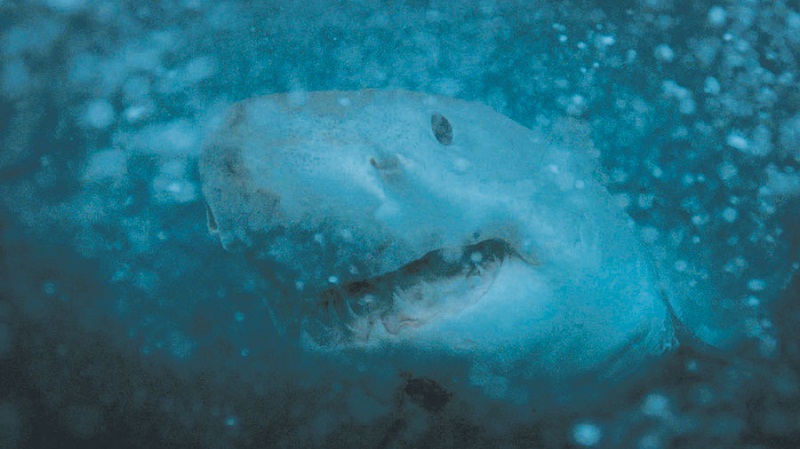 According to Kurr, sharks are difficult to find, and is also difficult to get close enough to film. u00e2u20acu201d Picture by Malay Mail