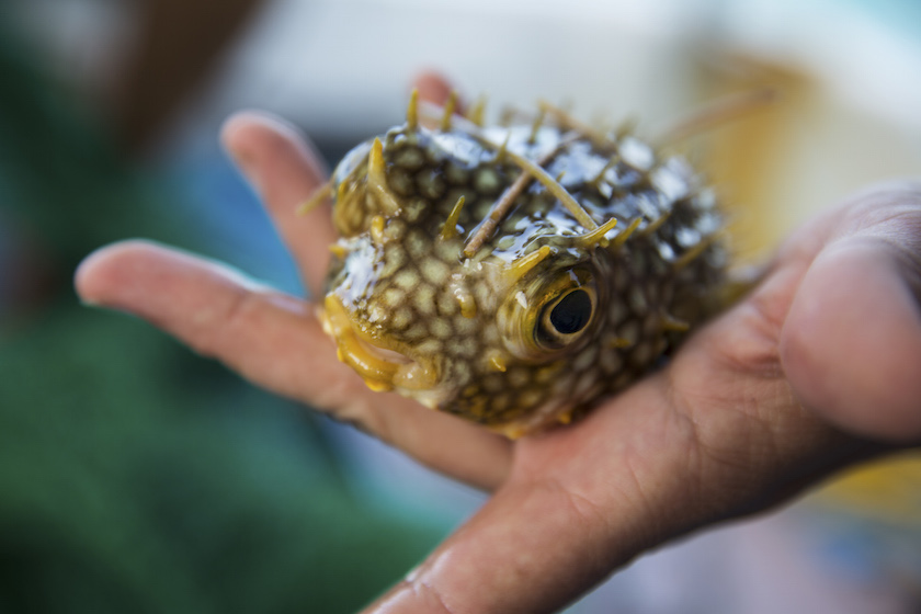 A puffer fish that was caught in a net during an otter trawl, which collects fish population data in specific areas, in the Jardines de la Reina, a protected area in Cuba July 14, 2015. — Picture by Todd Heisler/The New York Times