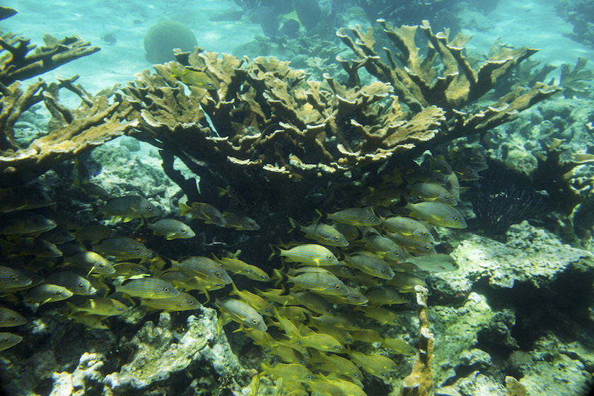 A school of blue stripe grunts swim under elk Horn coral in a shallow reef in the Jardines de la Reina, a protected area in Cuba July 14, 2015. — Picture by Todd Heisler/The New York Times