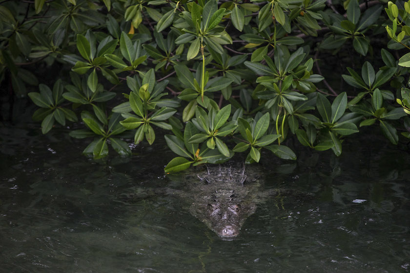 A crocodile floats under a mangrove near a research station in the Jardines de la Reina, a protected area in Cuba July 14, 2015. — Picture by Todd Heisler/The New York Times
