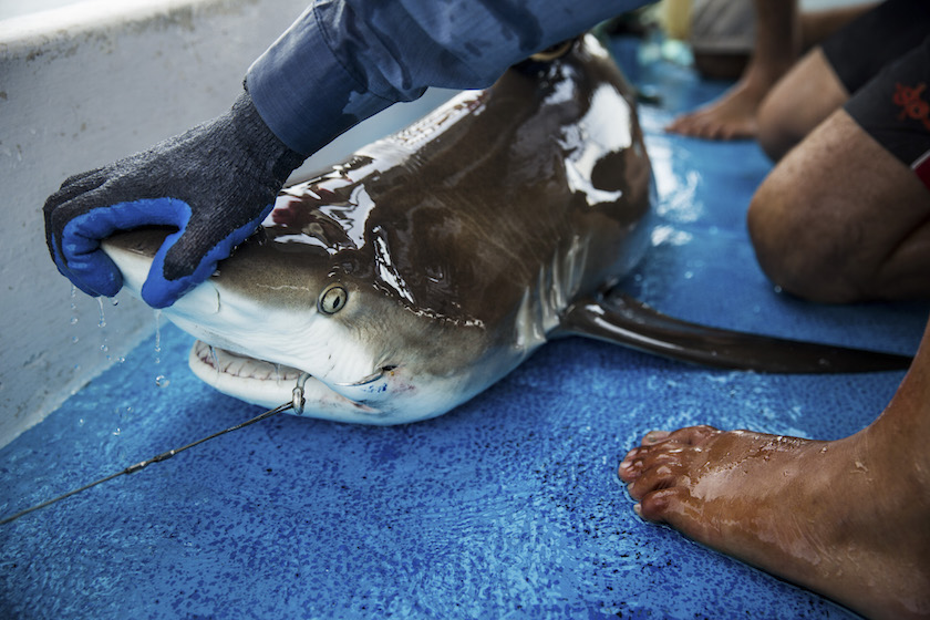 A Caribbean reef shark is held down in a boat while researches tag and release it in the Jardines de la Reina, a protected area in Cuba July 14, 2015. — Picture by Todd Heisler/The New York Times